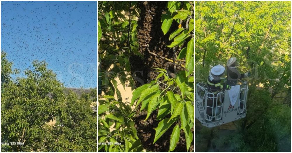FOTO/VIDEO. Intervenție mai puțin obișnuită a pompierilor sătmăreni. Au fost chemați să mute un roi de albine