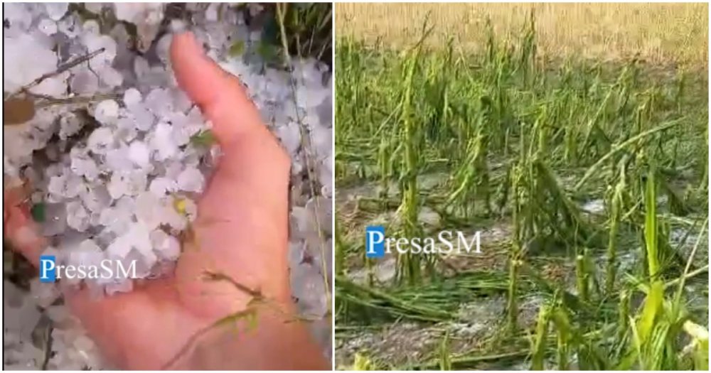 Pagube uriașe pentru agricultorii sătmăreni, din cauza vremii exterme. Culturile agricole, grav afectate